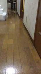 小林麻美ブリーダーからお迎えしたカニンヘンダックスフンド(ロング)：クルミ(チョコの名変更)くん