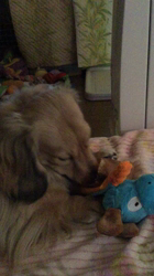 小林麻美ブリーダーからお迎えしたカニンヘンダックスフンド(ロング)：クルミ(チョコの名変更)くん