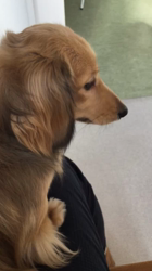 小林麻美ブリーダーからお迎えしたカニンヘンダックスフンド(ロング)：クルミ(チョコの名変更)くん