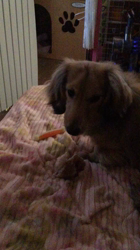 小林麻美ブリーダーからお迎えしたカニンヘンダックスフンド(ロング)：クルミ(チョコの名変更)くん