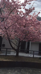 小林麻美ブリーダーからお迎えしたカニンヘンダックスフンド(ロング)：クルミ(チョコの名変更)くん