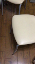 小林麻美ブリーダーからお迎えしたカニンヘンダックスフンド(ロング)：クルミ(チョコの名変更)くん