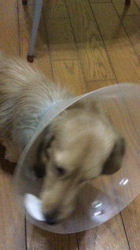 小林麻美ブリーダーからお迎えしたカニンヘンダックスフンド(ロング)：クルミ(チョコの名変更)くん