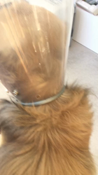 小林麻美ブリーダーからお迎えしたカニンヘンダックスフンド(ロング)：クルミ(チョコの名変更)くん