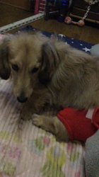 小林麻美ブリーダーからお迎えしたカニンヘンダックスフンド(ロング)：クルミ(チョコの名変更)くん