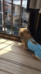 小林麻美ブリーダーからお迎えしたカニンヘンダックスフンド(ロング)：クルミ(チョコの名変更)くん