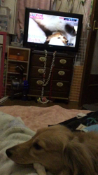 小林麻美ブリーダーからお迎えしたカニンヘンダックスフンド(ロング)：クルミ(チョコの名変更)くん