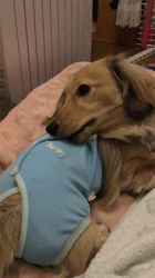 小林麻美ブリーダーからお迎えしたカニンヘンダックスフンド(ロング)：クルミ(チョコの名変更)くん