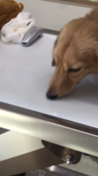 小林麻美ブリーダーからお迎えしたカニンヘンダックスフンド(ロング)：クルミ(チョコの名変更)くん