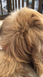 小林麻美ブリーダーからお迎えしたカニンヘンダックスフンド(ロング)：クルミ(チョコの名変更)くん