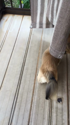 小林麻美ブリーダーからお迎えしたカニンヘンダックスフンド(ロング)：クルミ(チョコの名変更)くん