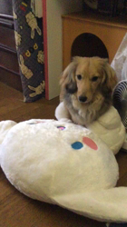 小林麻美ブリーダーからお迎えしたカニンヘンダックスフンド(ロング)：クルミ(チョコの名変更)くん