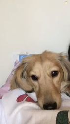 小林麻美ブリーダーからお迎えしたカニンヘンダックスフンド(ロング)：クルミ(チョコの名変更)くん