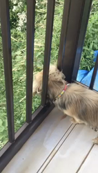 小林麻美ブリーダーからお迎えしたカニンヘンダックスフンド(ロング)：クルミ(チョコの名変更)くん