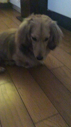 小林麻美ブリーダーからお迎えしたカニンヘンダックスフンド(ロング)：クルミ(チョコの名変更)くん