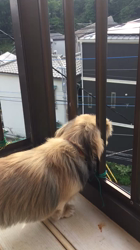 小林麻美ブリーダーからお迎えしたカニンヘンダックスフンド(ロング)：クルミ(チョコの名変更)くん