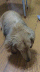 小林麻美ブリーダーからお迎えしたカニンヘンダックスフンド(ロング)：クルミ(チョコの名変更)くん