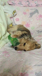 小林麻美ブリーダーからお迎えしたカニンヘンダックスフンド(ロング)：クルミ(チョコの名変更)くん