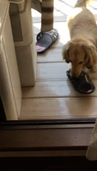 小林麻美ブリーダーからお迎えしたカニンヘンダックスフンド(ロング)：クルミ(チョコの名変更)くん