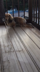 小林麻美ブリーダーからお迎えしたカニンヘンダックスフンド(ロング)：クルミ(チョコの名変更)くん