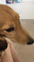 小林麻美ブリーダーからお迎えしたカニンヘンダックスフンド(ロング)：クルミ(チョコの名変更)くん