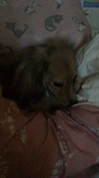 小林麻美ブリーダーからお迎えしたカニンヘンダックスフンド(ロング)：クルミ(チョコの名変更)くん