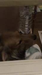 小林麻美ブリーダーからお迎えしたカニンヘンダックスフンド(ロング)：クルミ(チョコの名変更)くん