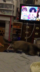 小林麻美ブリーダーからお迎えしたカニンヘンダックスフンド(ロング)：クルミ(チョコの名変更)くん