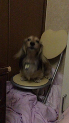 小林麻美ブリーダーからお迎えしたカニンヘンダックスフンド(ロング)：クルミ(チョコの名変更)くん