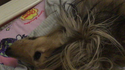 小林麻美ブリーダーからお迎えしたカニンヘンダックスフンド(ロング)：クルミ(チョコの名変更)くん