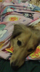 小林麻美ブリーダーからお迎えしたカニンヘンダックスフンド(ロング)：クルミ(チョコの名変更)くん