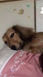 小林麻美ブリーダーからお迎えしたカニンヘンダックスフンド(ロング)：クルミ(チョコの名変更)くん