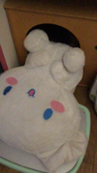 小林麻美ブリーダーからお迎えしたカニンヘンダックスフンド(ロング)：クルミ(チョコの名変更)くん