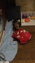 小林麻美ブリーダーからお迎えしたカニンヘンダックスフンド(ロング)：クルミ(チョコの名変更)くん