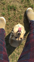 小林麻美ブリーダーからお迎えしたカニンヘンダックスフンド(ロング)：クルミ(チョコの名変更)くん