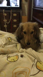 小林麻美ブリーダーからお迎えしたカニンヘンダックスフンド(ロング)：クルミ(チョコの名変更)くん