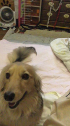 小林麻美ブリーダーからお迎えしたカニンヘンダックスフンド(ロング)：クルミ(チョコの名変更)くん