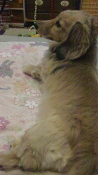 小林麻美ブリーダーからお迎えしたカニンヘンダックスフンド(ロング)：クルミ(チョコの名変更)くん