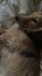 小林麻美ブリーダーからお迎えしたカニンヘンダックスフンド(ロング)：クルミ(チョコの名変更)くん