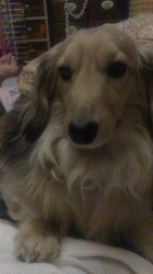 小林麻美ブリーダーからお迎えしたカニンヘンダックスフンド(ロング)：クルミ(チョコの名変更)くん