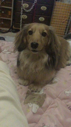 小林麻美ブリーダーからお迎えしたカニンヘンダックスフンド(ロング)：クルミ(チョコの名変更)くん