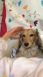 小林麻美ブリーダーからお迎えしたカニンヘンダックスフンド(ロング)：クルミ(チョコの名変更)くん