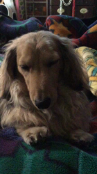 小林麻美ブリーダーからお迎えしたカニンヘンダックスフンド(ロング)：クルミ(チョコの名変更)くん