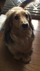 小林麻美ブリーダーからお迎えしたカニンヘンダックスフンド(ロング)：クルミ(チョコの名変更)くん