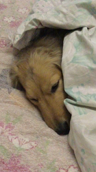 小林麻美ブリーダーからお迎えしたカニンヘンダックスフンド(ロング)：クルミ(チョコの名変更)くん