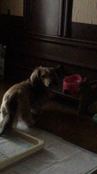 小林麻美ブリーダーからお迎えしたカニンヘンダックスフンド(ロング)：クルミ(チョコの名変更)くん