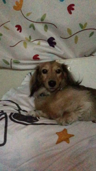 小林麻美ブリーダーからお迎えしたカニンヘンダックスフンド(ロング)：クルミ(チョコの名変更)くん