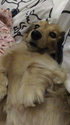 小林麻美ブリーダーからお迎えしたカニンヘンダックスフンド(ロング)：クルミ(チョコの名変更)くん