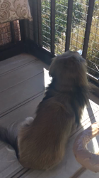 小林麻美ブリーダーからお迎えしたカニンヘンダックスフンド(ロング)：クルミ(チョコの名変更)くん