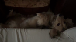 小林麻美ブリーダーからお迎えしたカニンヘンダックスフンド(ロング)：クルミ(チョコの名変更)くん